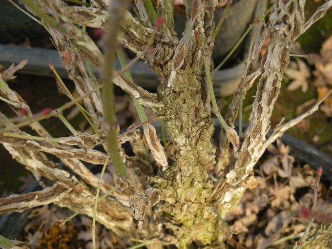 一才錦紅葉: でんchuとよ の もみじだより